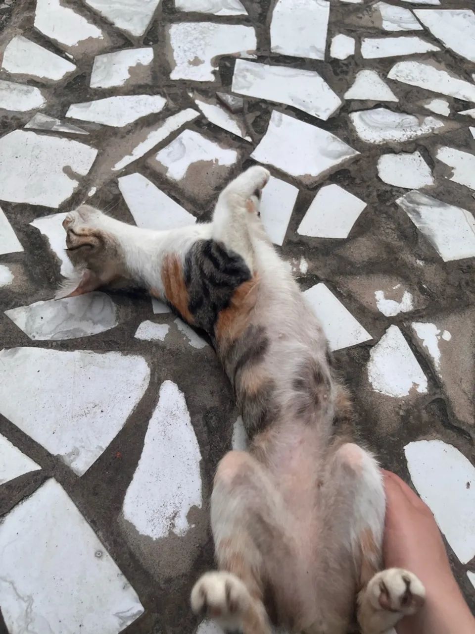 DOA-SE GATINHA - Foto 3