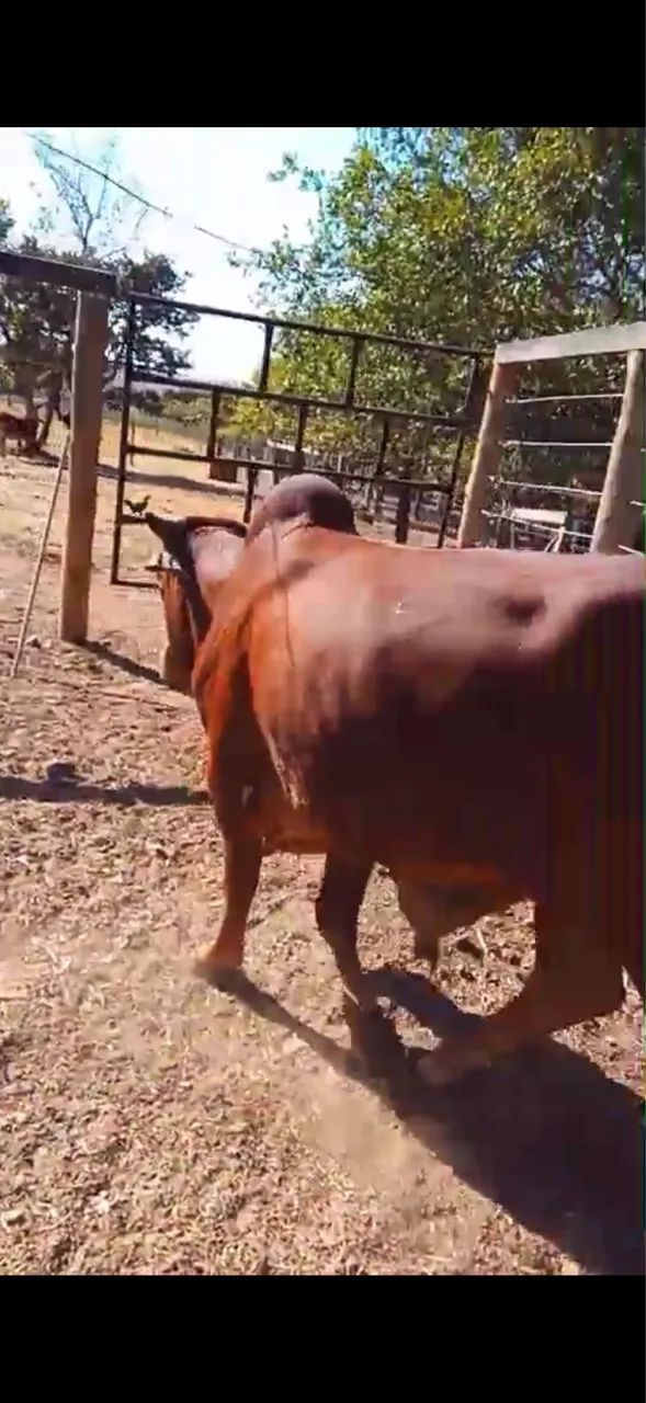 Animais - Foto 4