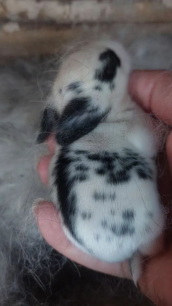 Mini Coelho Branco e Cinza muito dóceis e carinhosos  - Foto 4