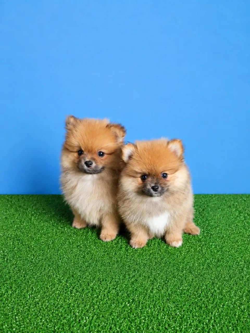 Cachorros e acessórios 