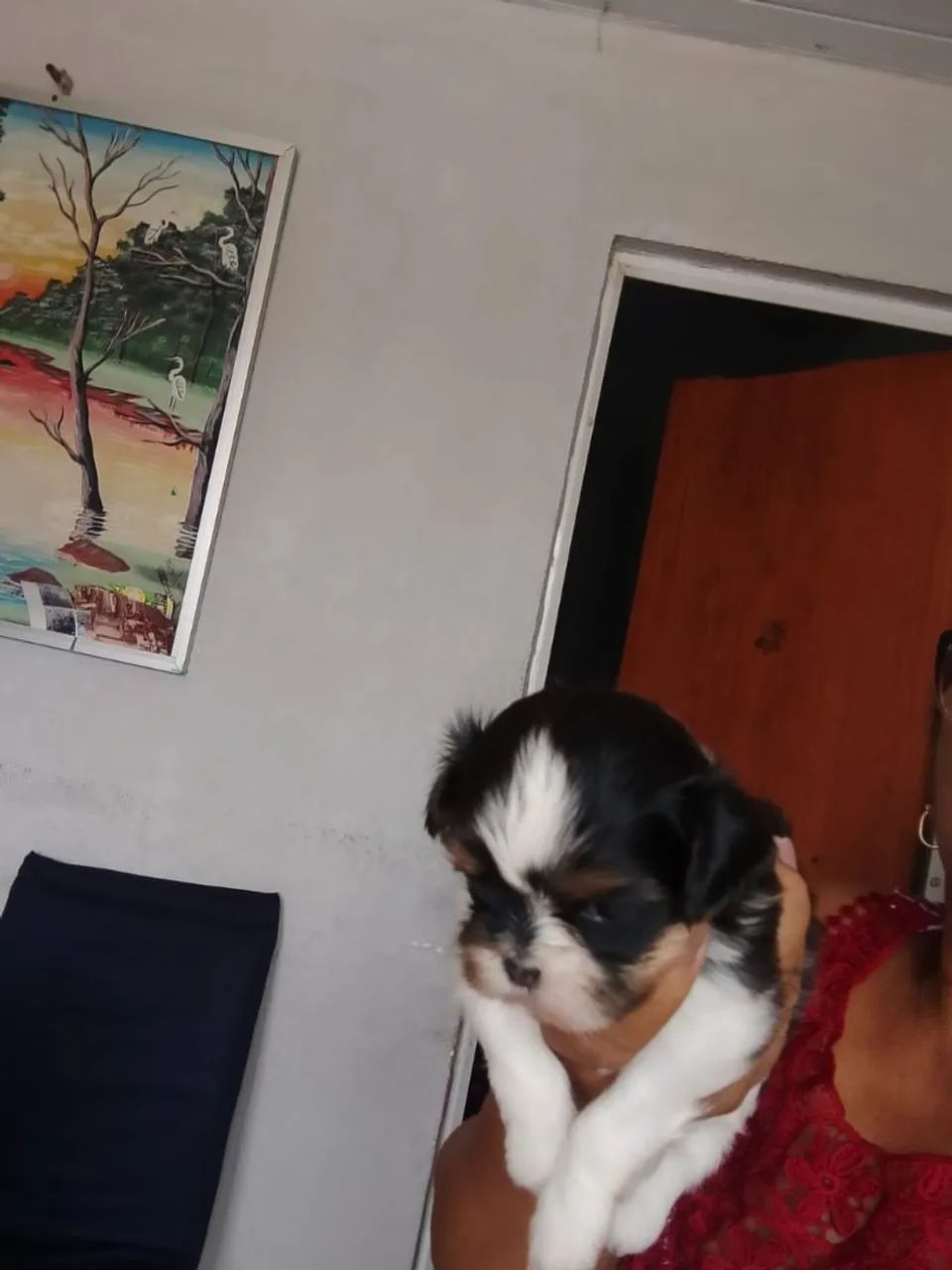 Shi Tzu  - Foto 2