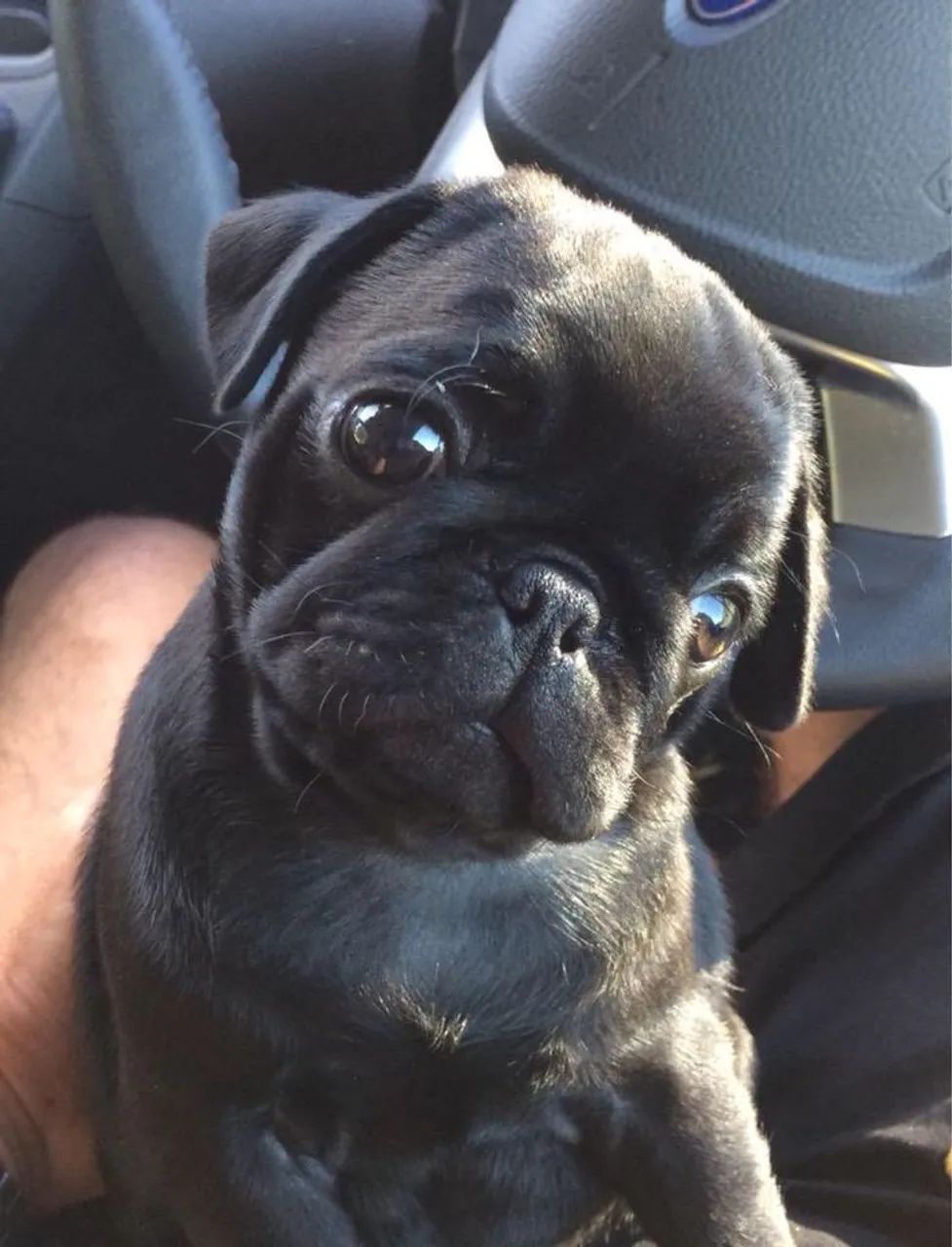 Pug - Vida Mais Leve E Feliz 