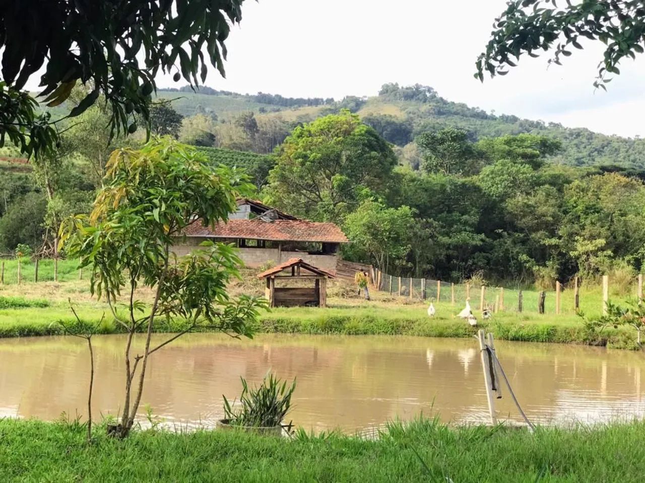 Sitio em jacutinga MG "oportunidade " - Foto 3