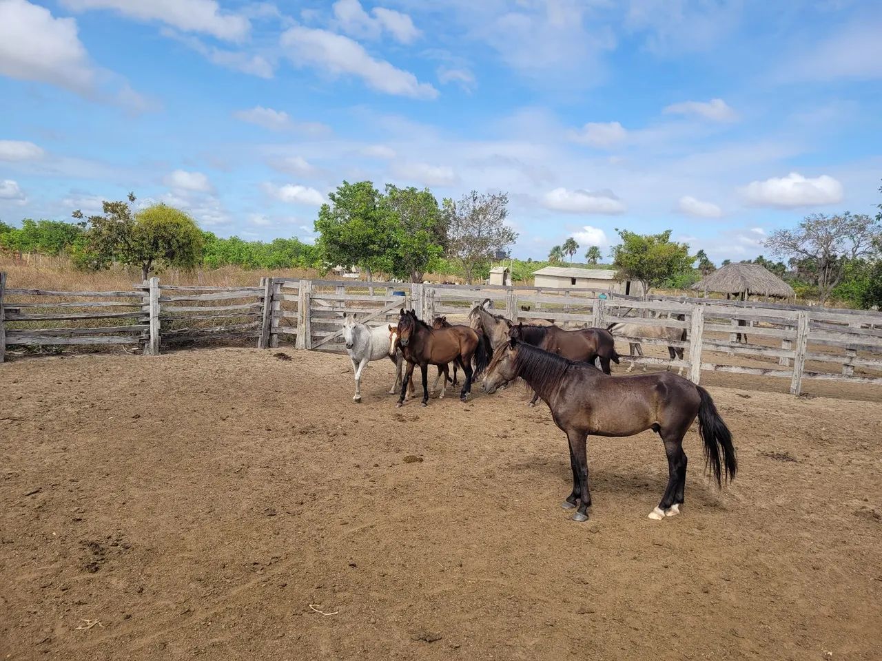 Vende-se lote de cavalos  - Foto 3