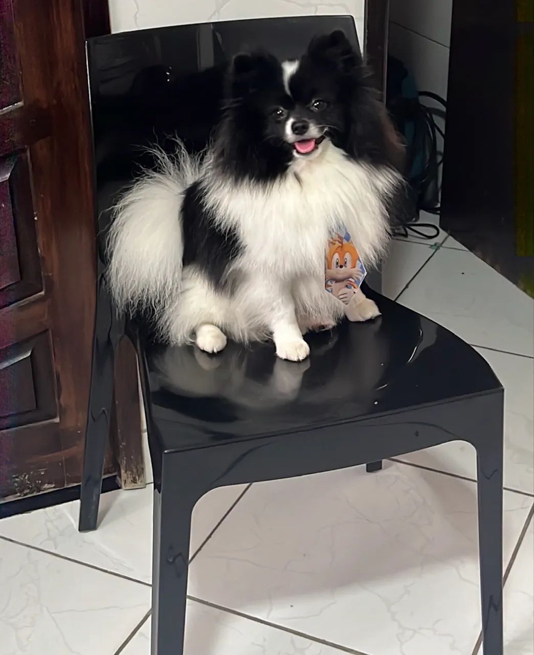 Spitz macho disponível para cruzar.