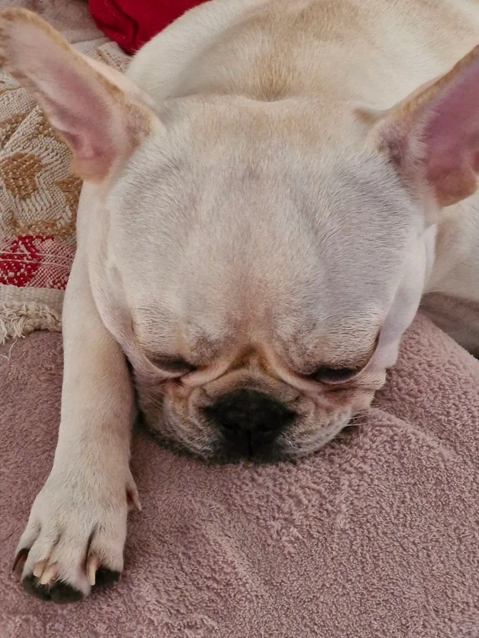 Bulldog francês  - Foto 4