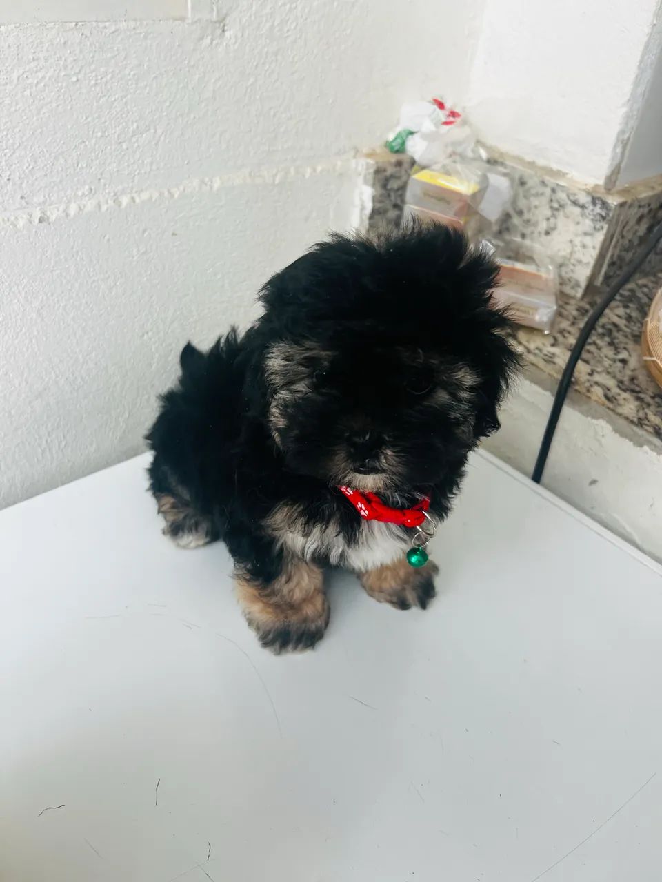 Machinho poodle  micro toy 