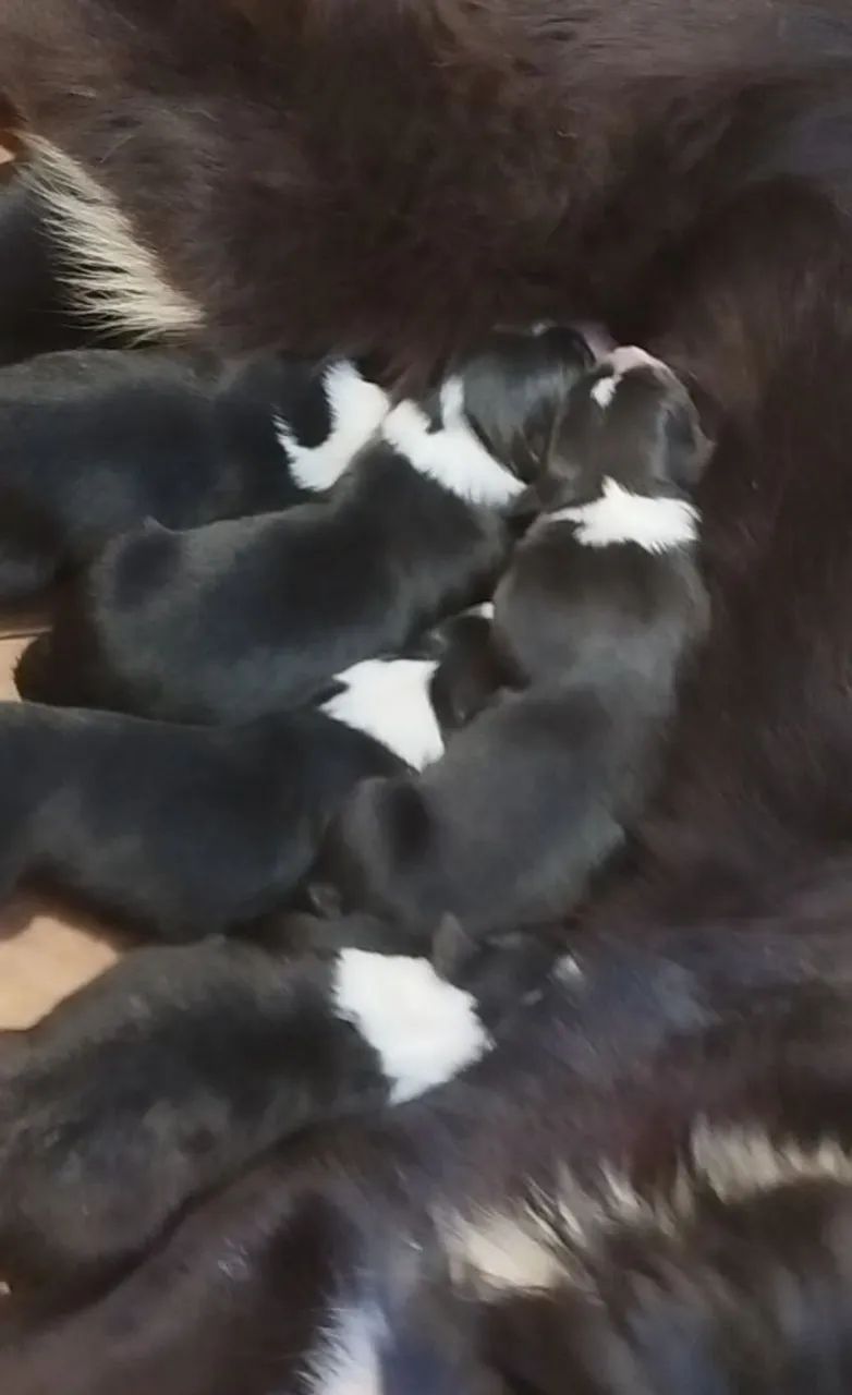 Border Collie - Pedigree CBKC - Foto 4