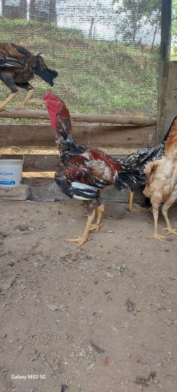 Indio gigante e polaco gigante  disponível baia completa 