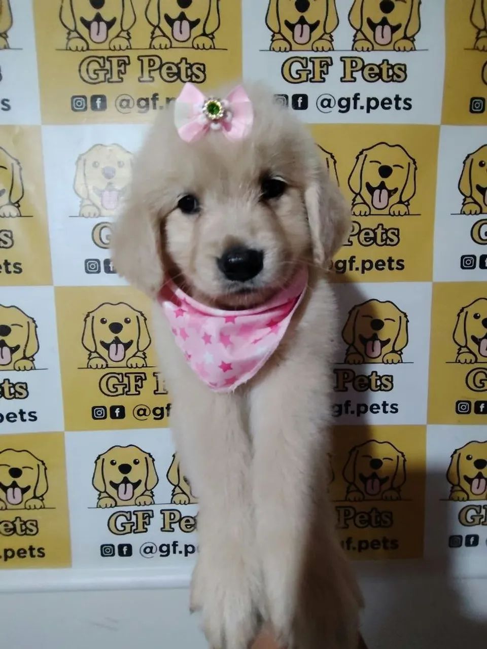 Girls ダフタウン 13年 2008-2021 Linda Golden femea de alto padrao - Cachorros - Centro, Cascavel