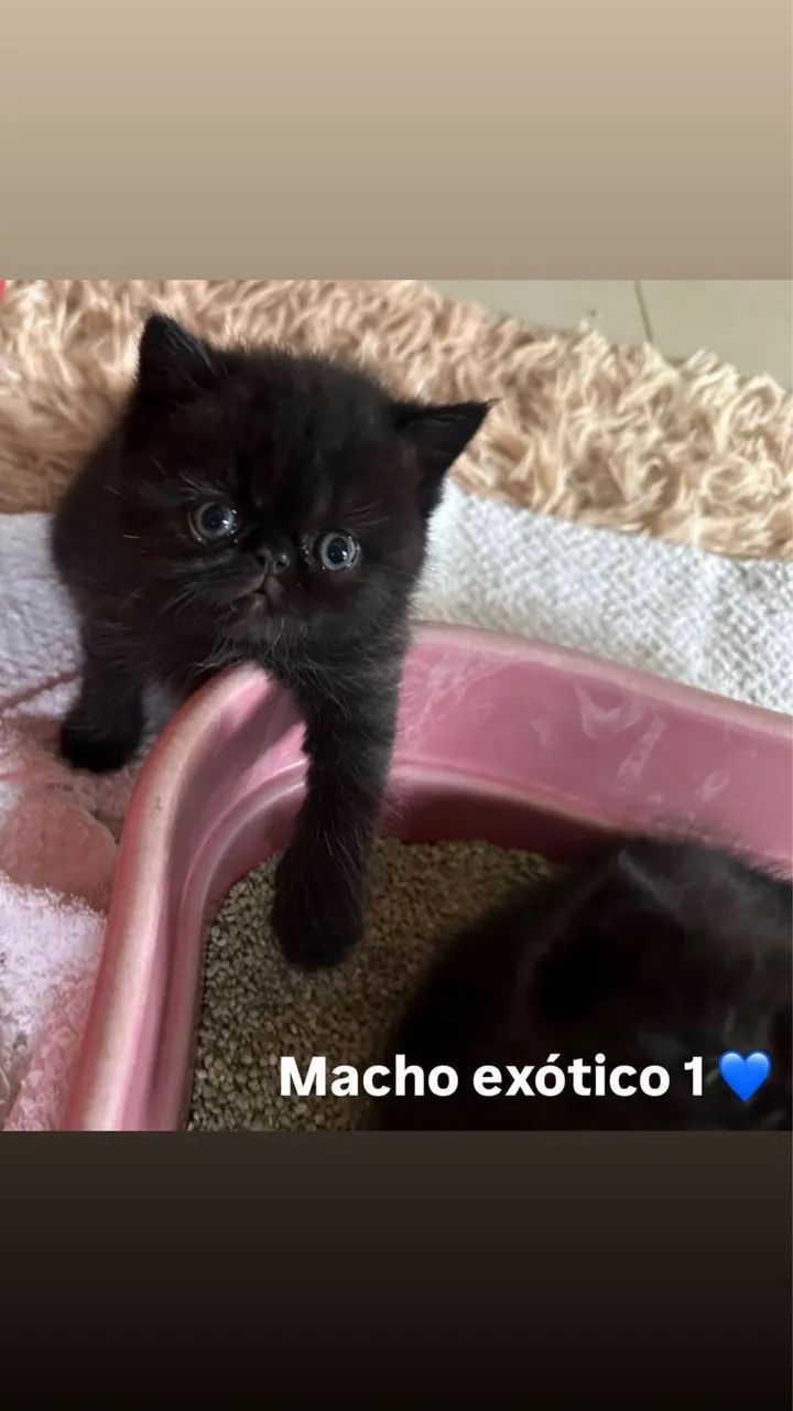 Filhotes gatos exóticos - persa pelo curto - Foto 6