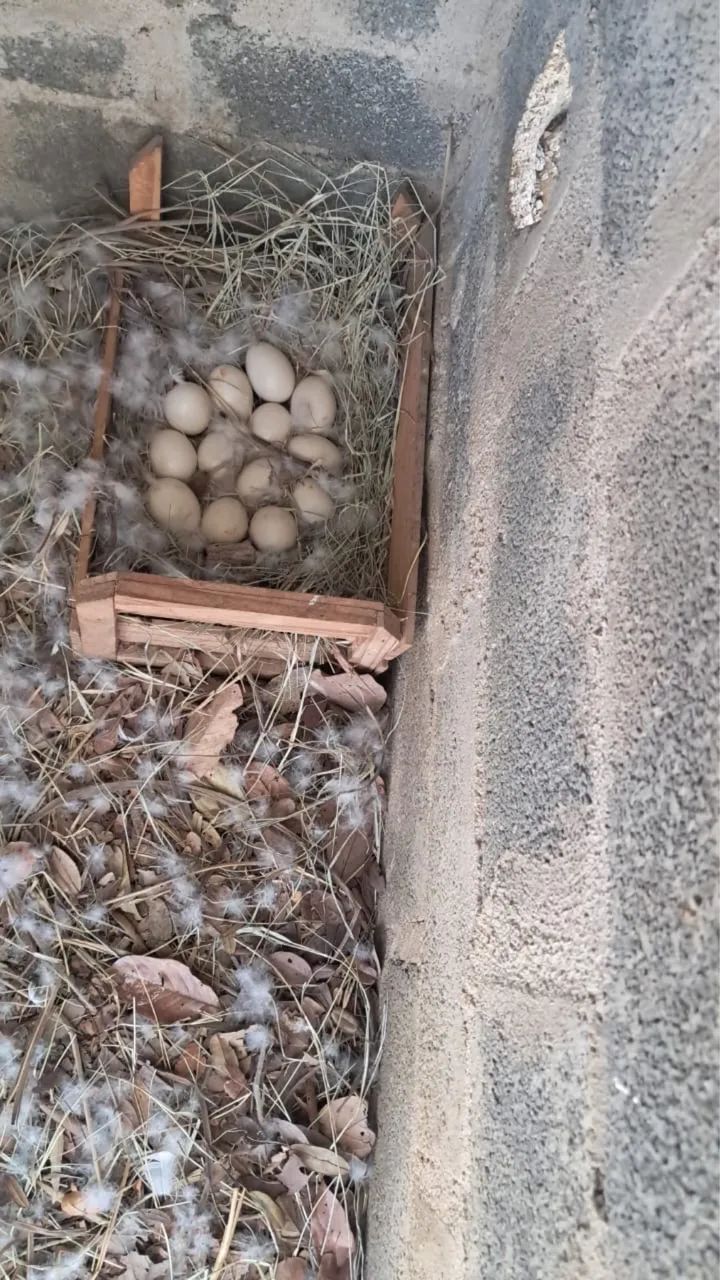 30 ovos caipira  - Foto 5
