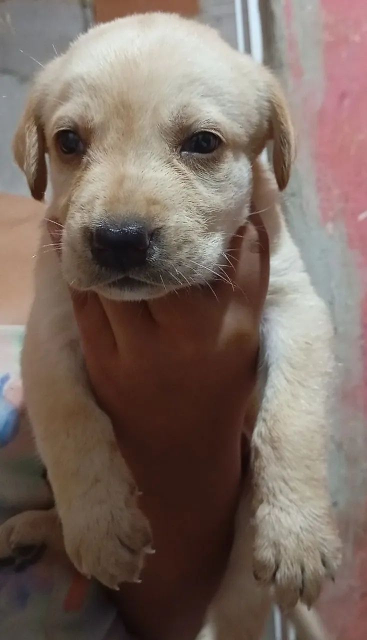 Labrado  - Foto 2