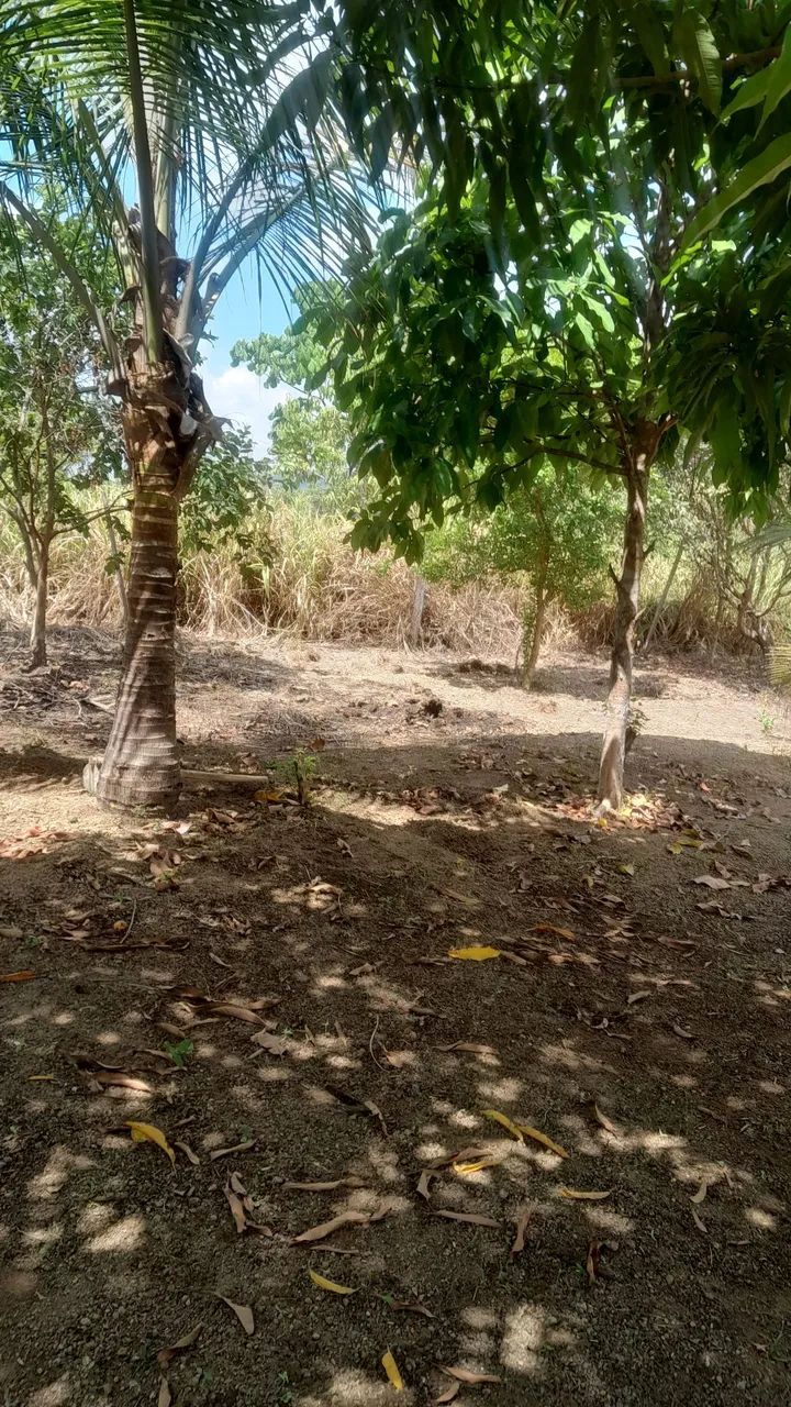 Chácara  - Foto 5
