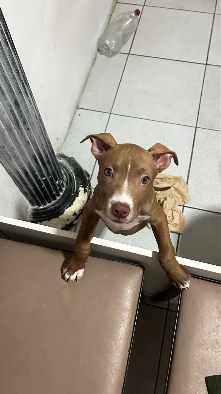 Pitbull  - Foto 3