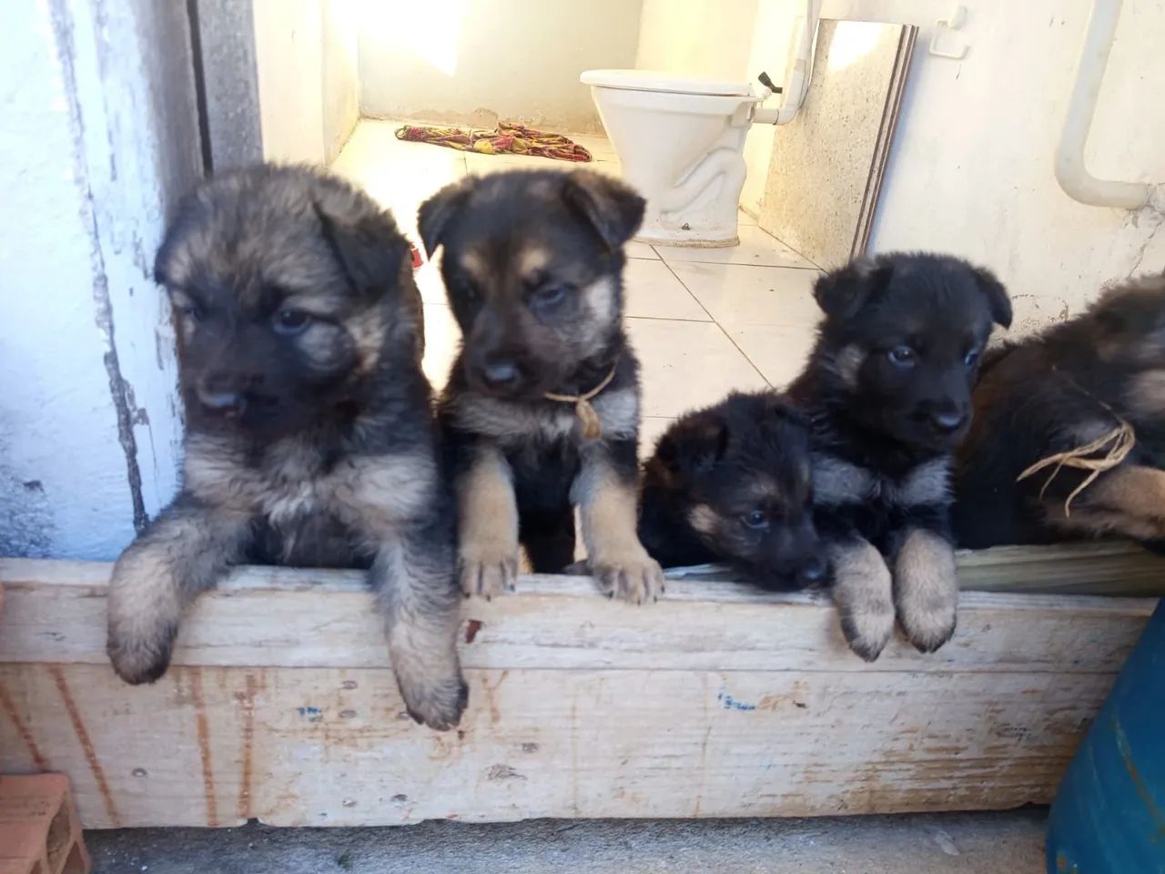 Pet - Foto 4