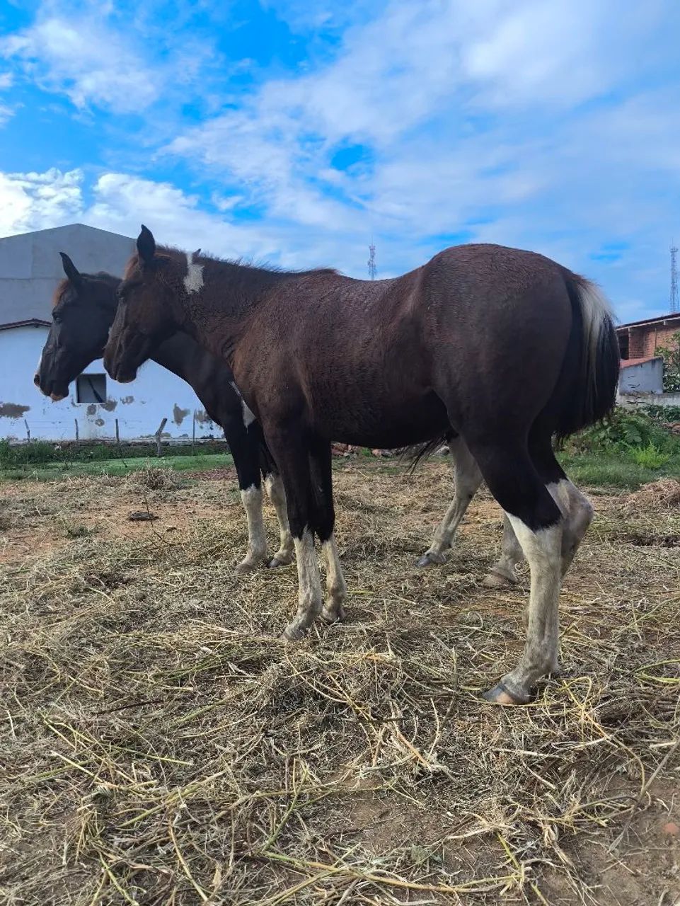Potro Paint Horse 10 meses  - Foto 3