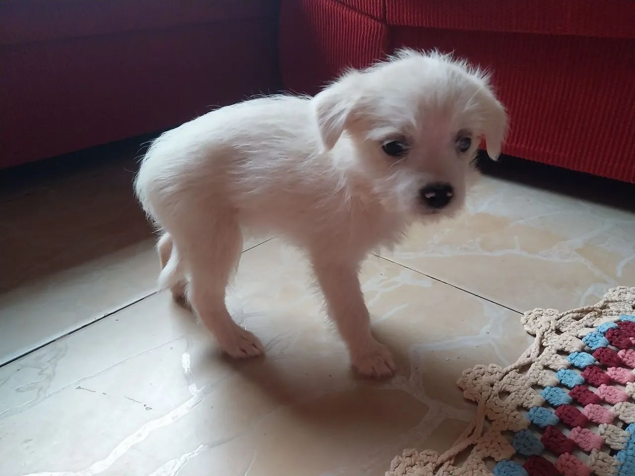 Doa-se filhote (Macho) - Foto 5