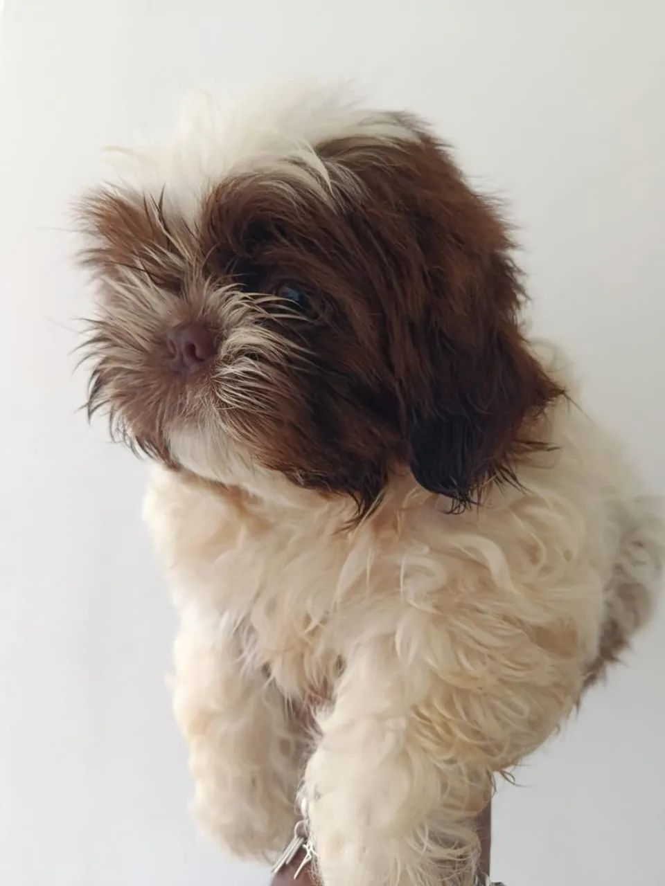 Cachorro SHI TZU - Foto 3
