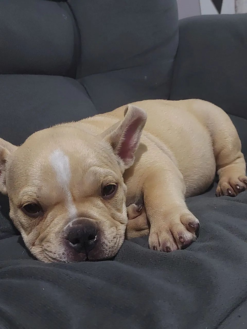 American bully micro 