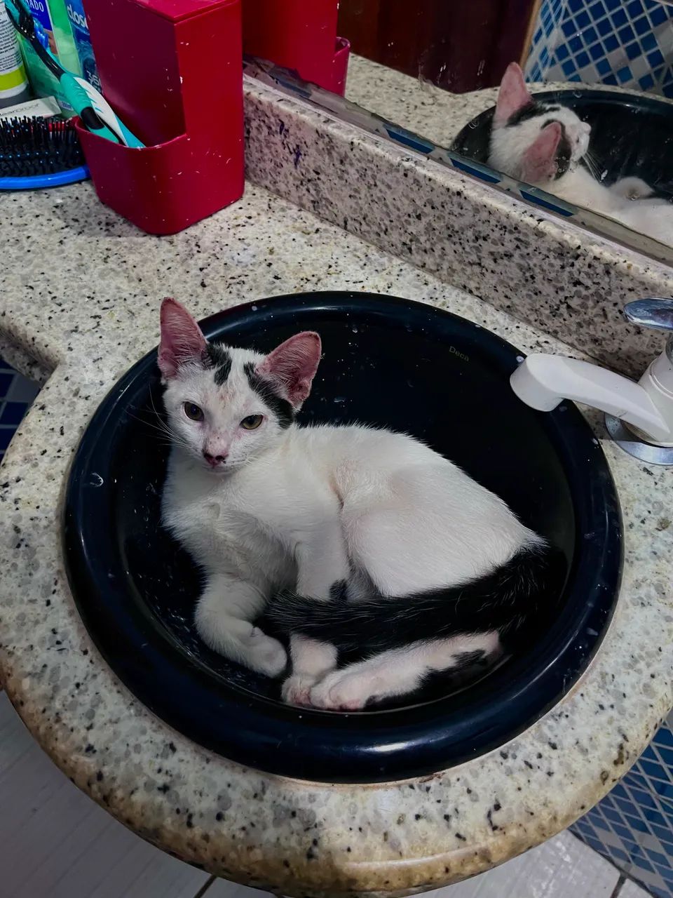 Doa-se gatinho macho - Foto 2
