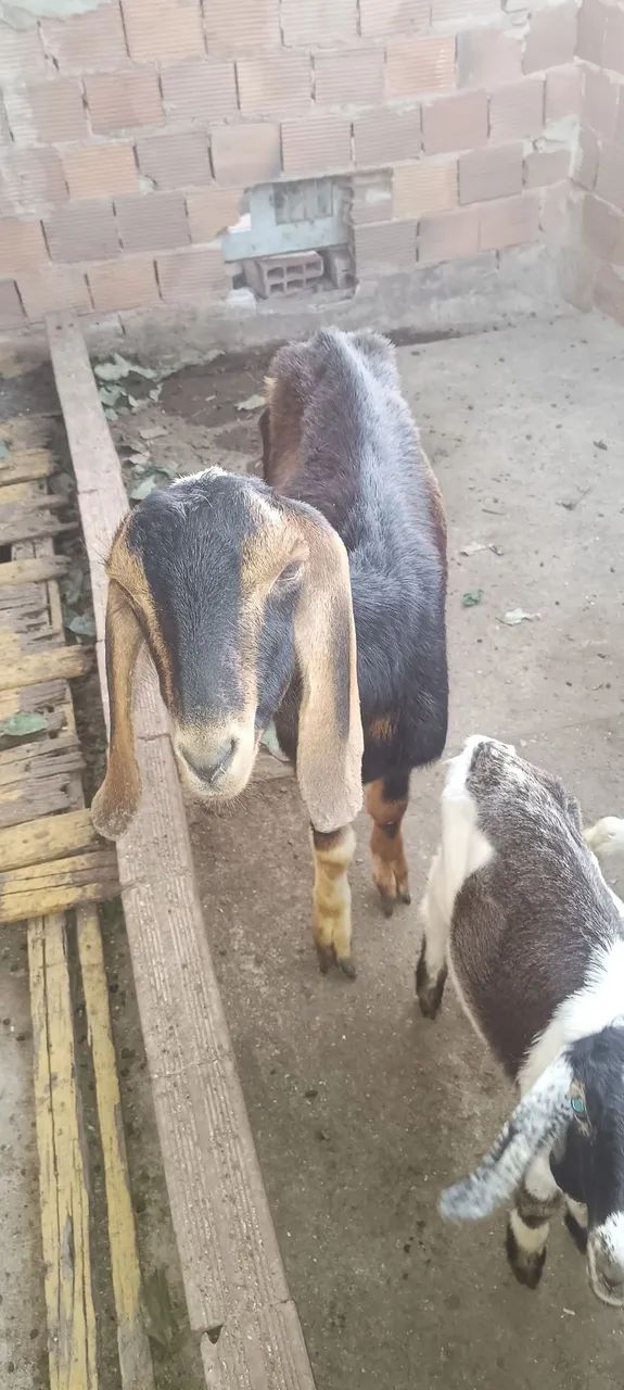 Vende se Cabra, marran e cabrito - Foto 4