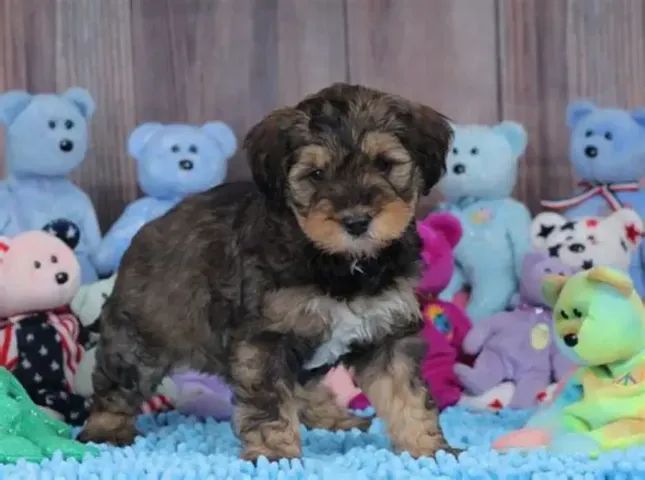 poodle 