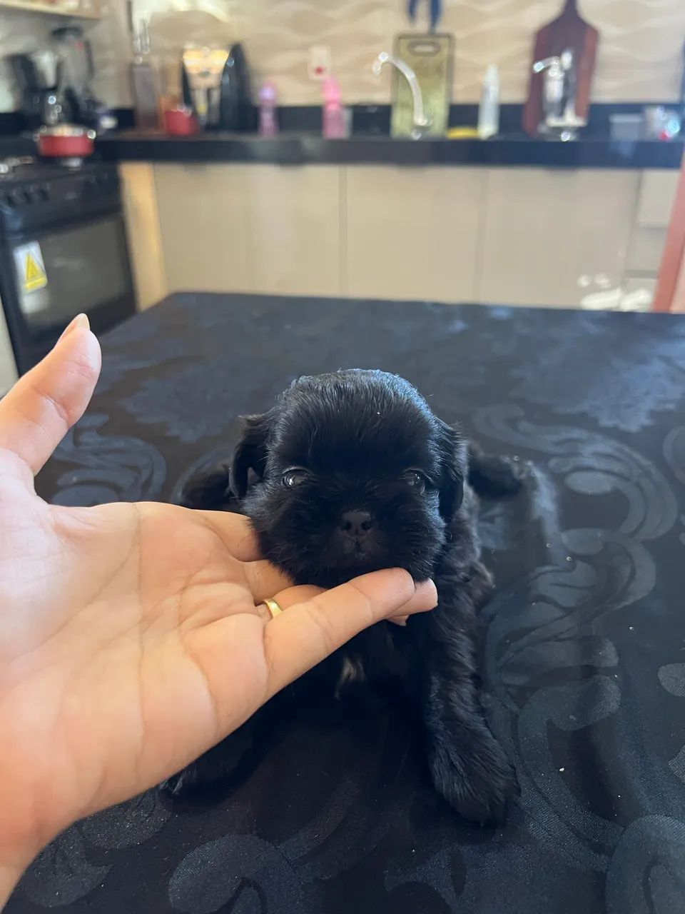 Shihtzu macho