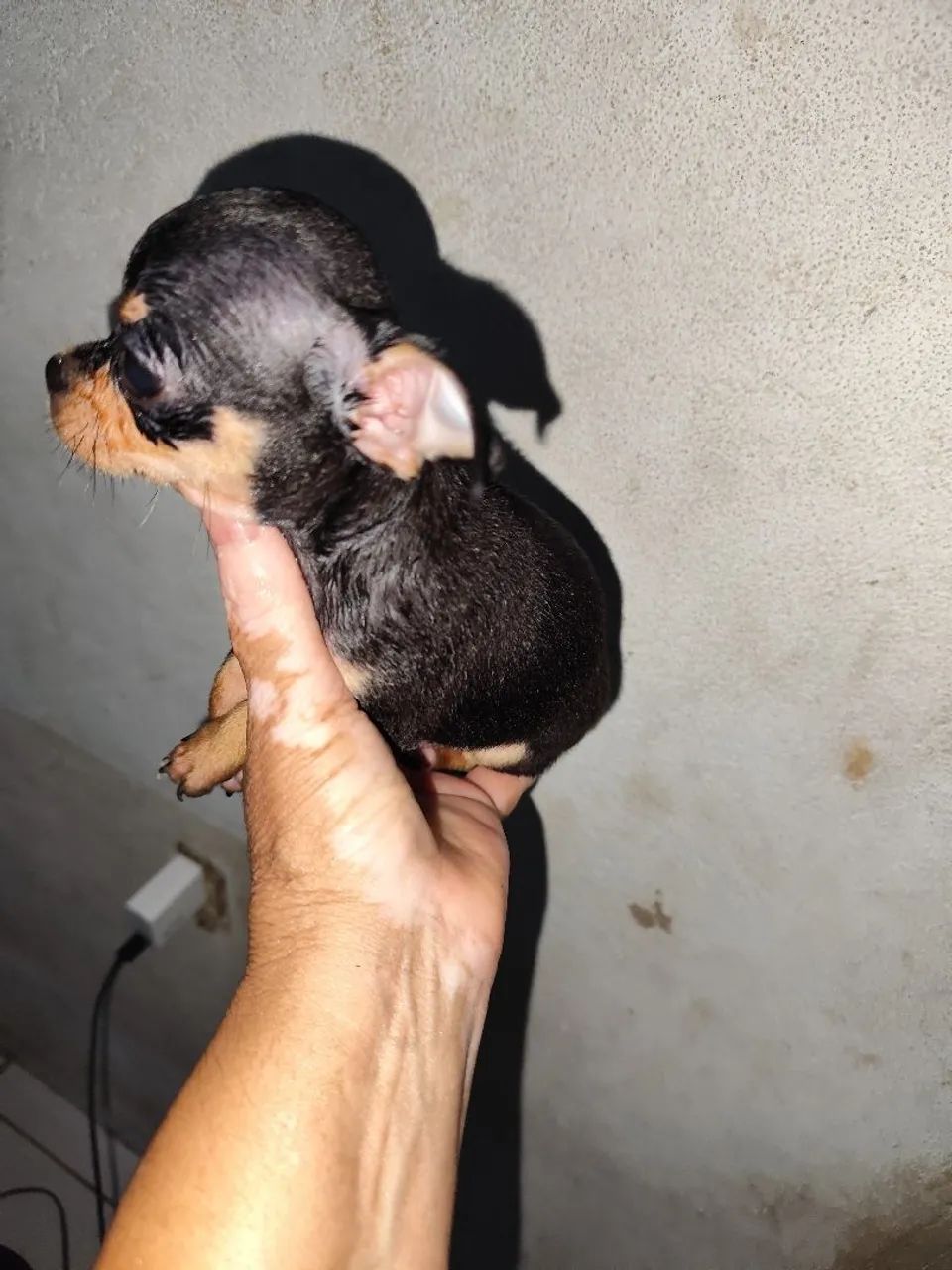 Animais de estimação  - Foto 2