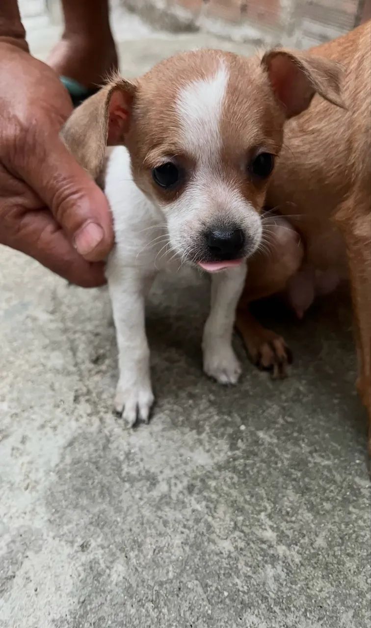 Cachorro  - Foto 4