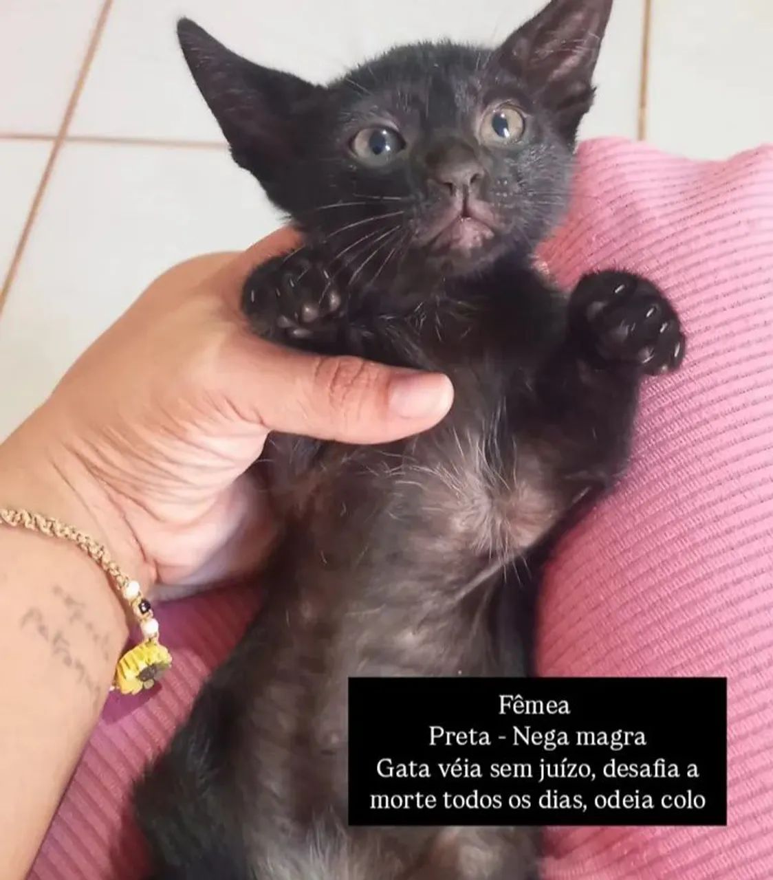 Gatos para adoção  - Foto 3