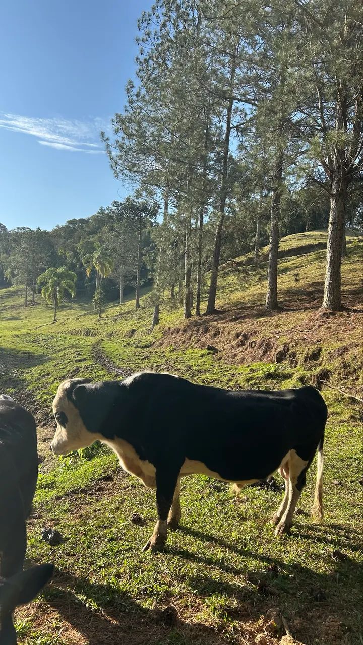 MINI TOURO À VENDA - excelente reprodutor - Foto 4