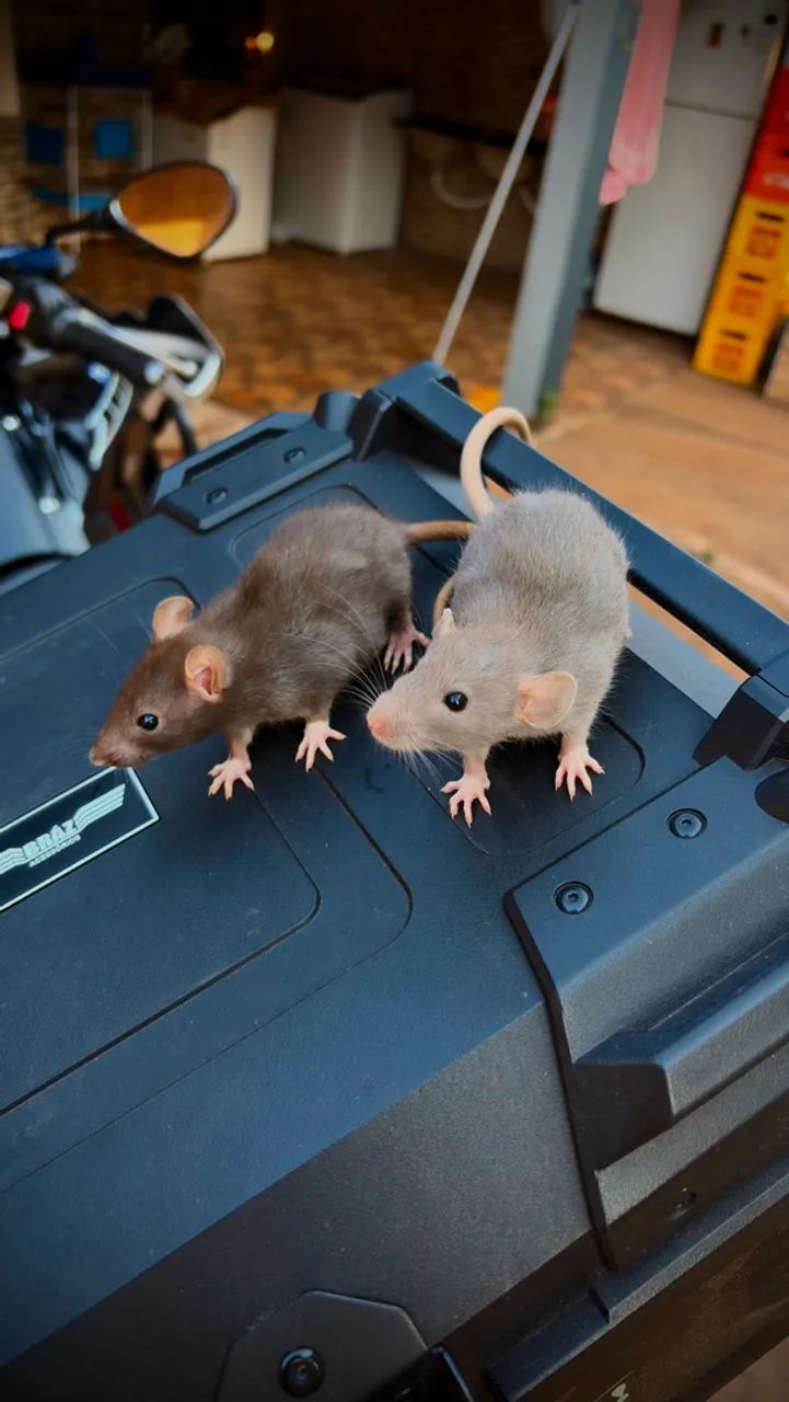 Rato Twister 