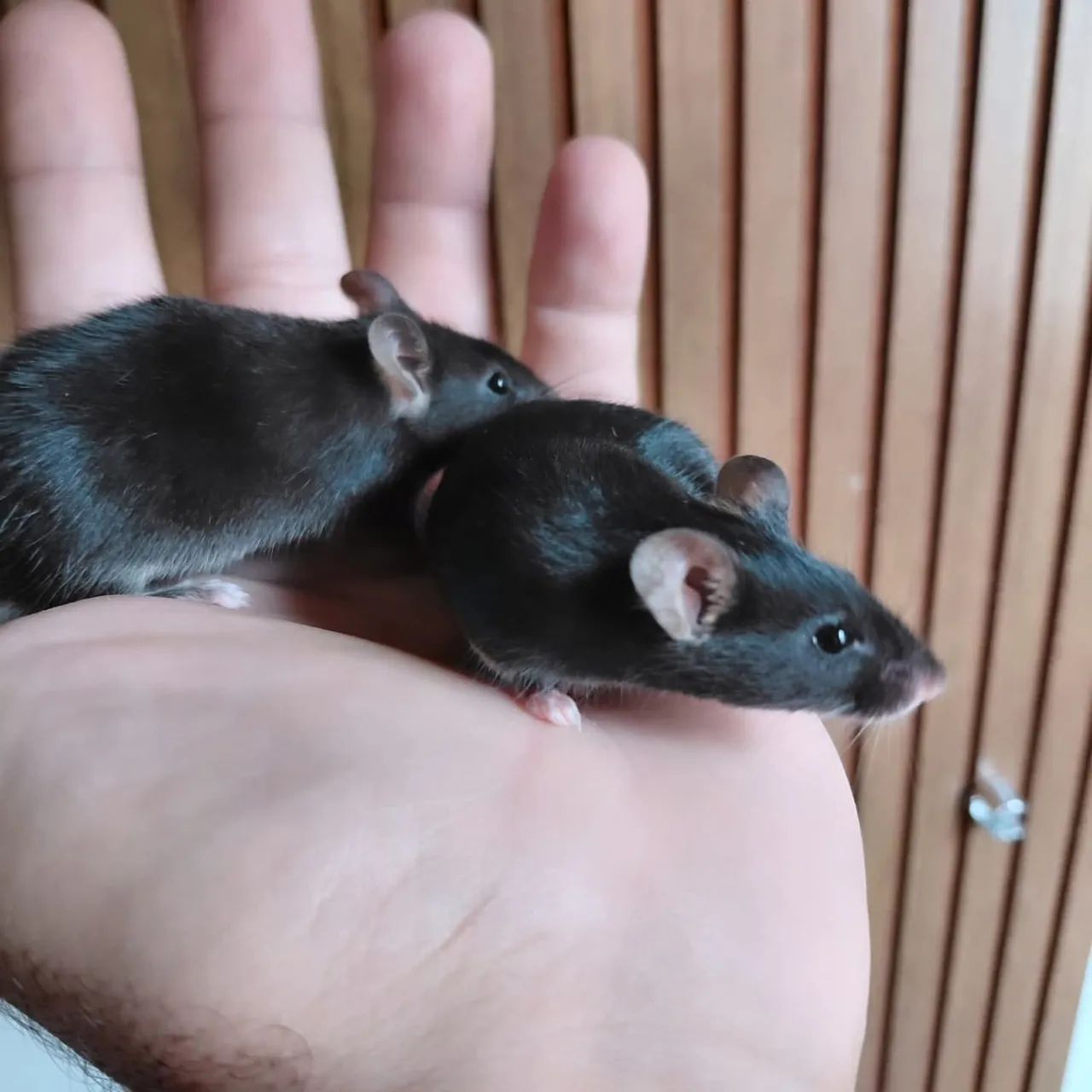 Rats/Mice415081865980170244