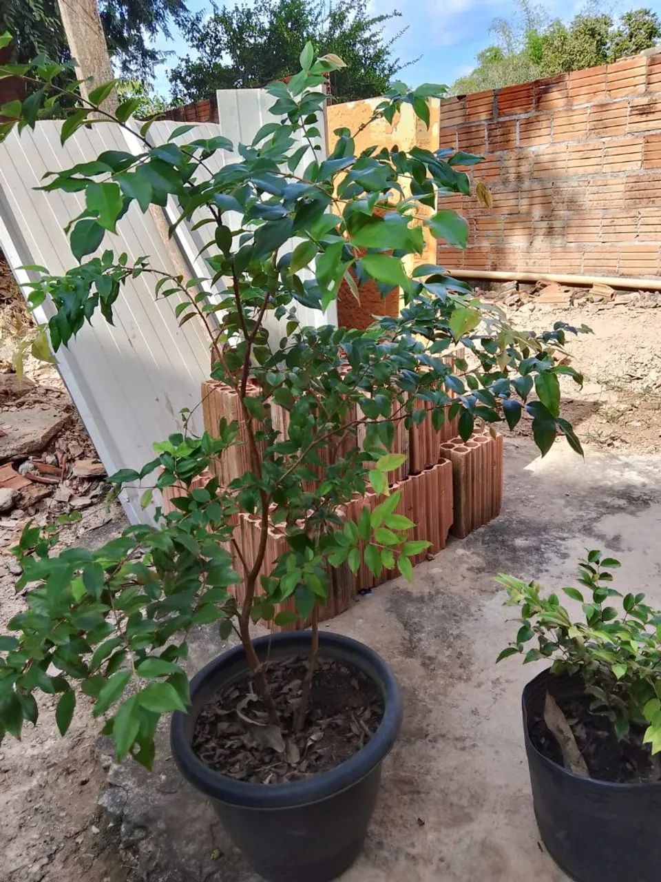 Plantas