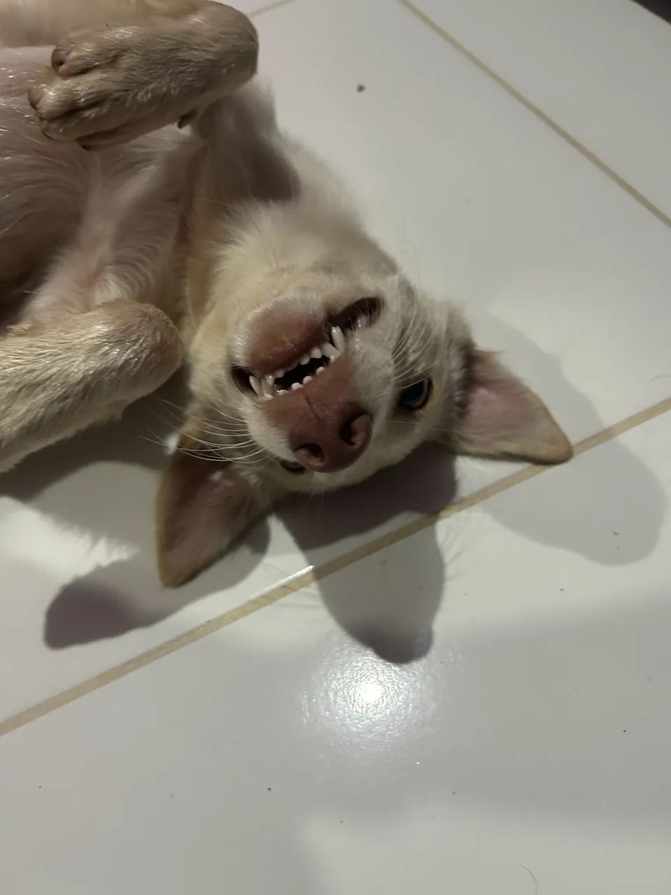 Adoção 