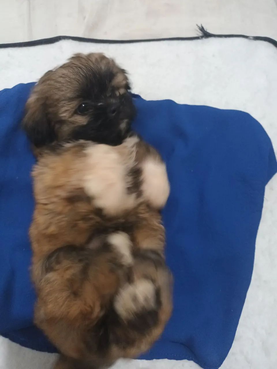 Shitzu parece um ursinho  - Foto 4