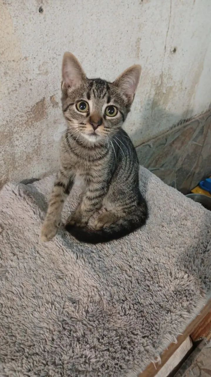 Gatinho macho 3 meses 