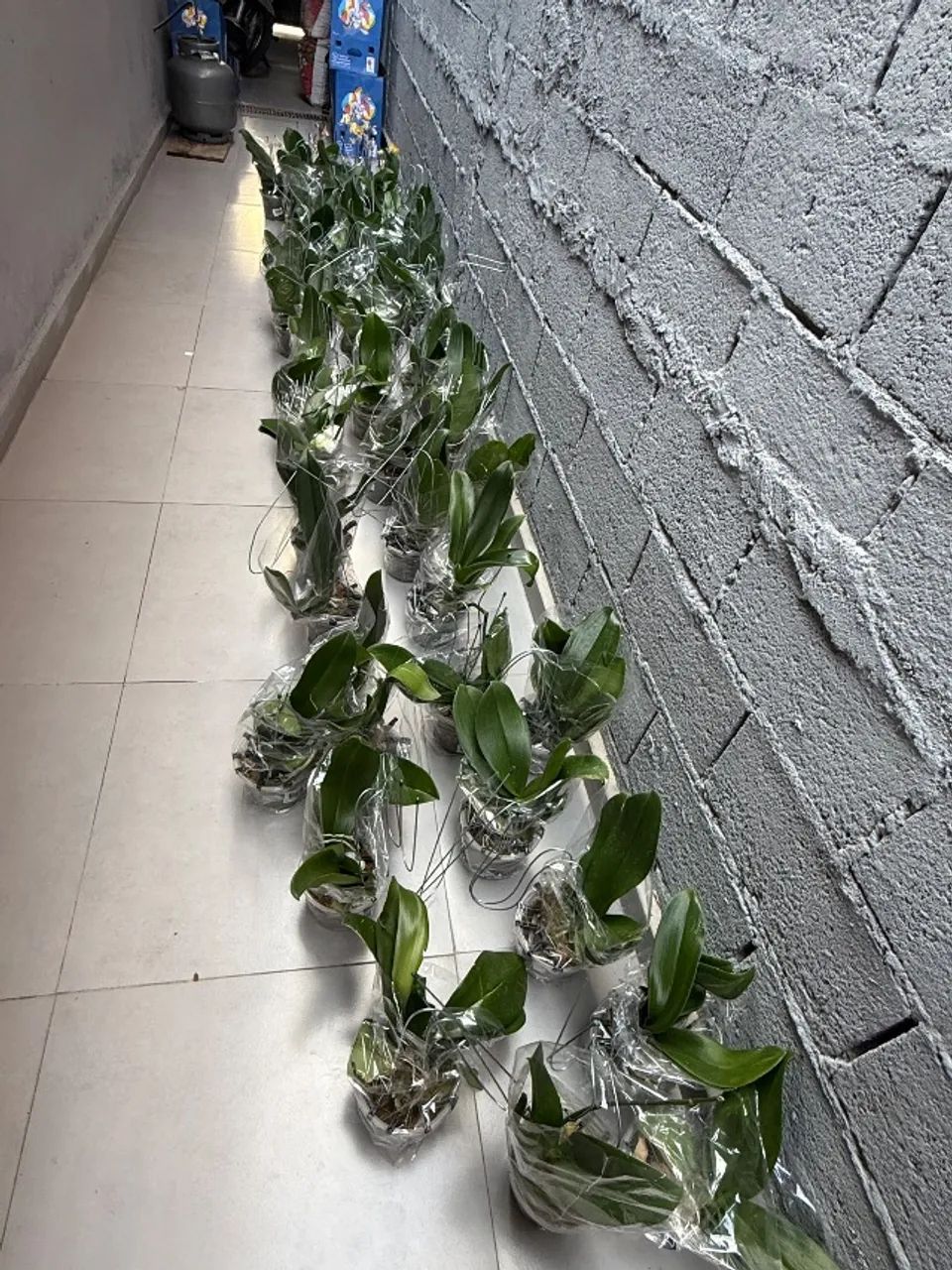 Orquídeas phaleonopsis  - Foto 4