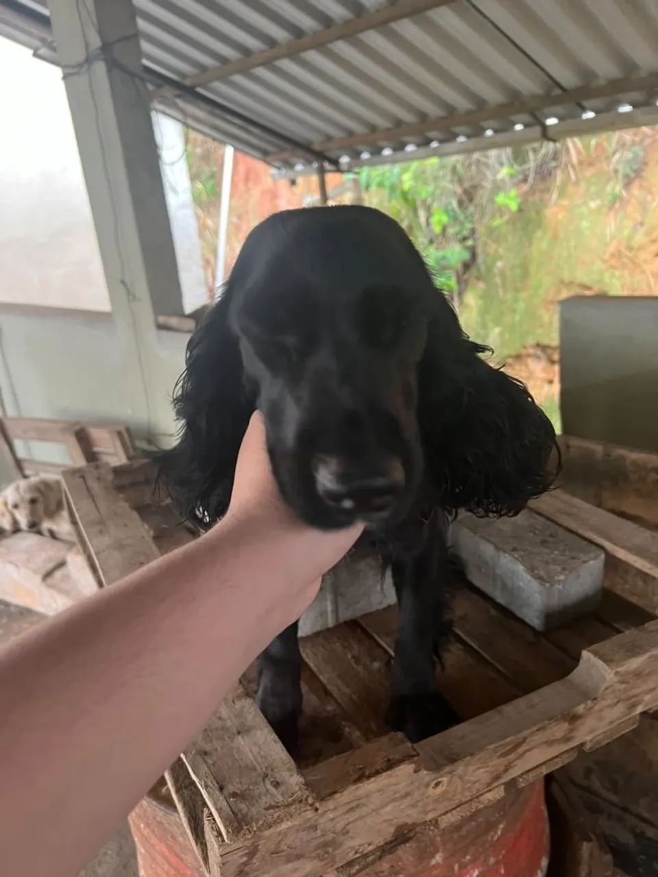 Pet - Foto 3