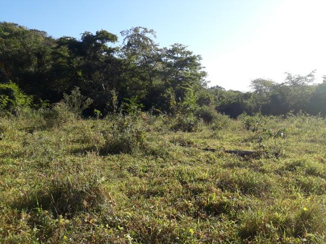 Fazenda com 866 Hectares em Santo Antonio apos a Agrovila das Palmeiras - Foto 14
