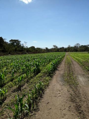 Sitio a venda em santo antonio do leverger - Foto 11