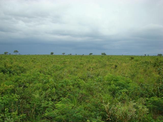 Fazenda com 1.006 hectares, com sede, aberta, para soja e milho - Foto 2