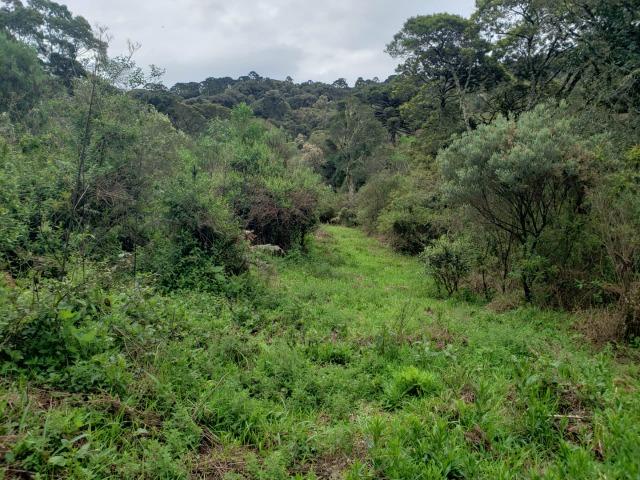 Área Rural entre Rio Rufino/ Urupema