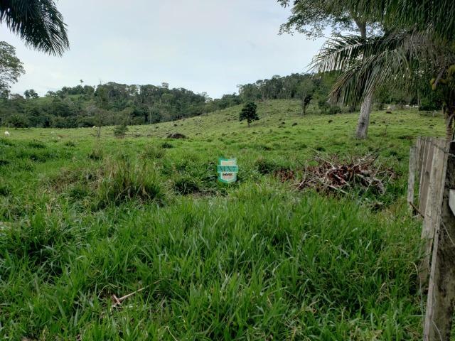 Fazenda espetacular de 284 Hectares. Predominância na PECUÁRIA de corte - Foto 6