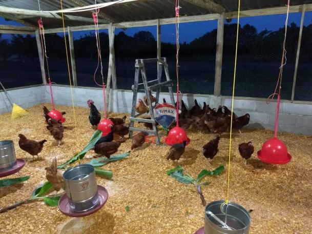 Re/max chave de ouro vende rancho produtivo com casa com 3 dormitórios à venda, 270 m² por - Foto 15