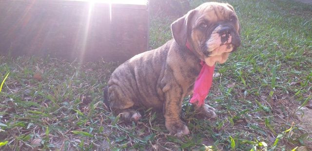 Filhota Buldogue Campeiro - Foto 2