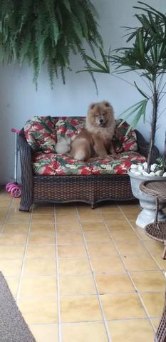 Filhotes Chow Chow
