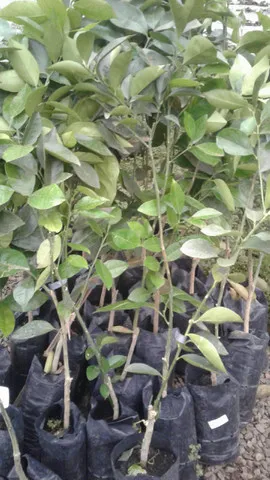 Frutíferas- laranja, pokan, limão taiti, produzindo-Grama preço baixo-Montamos pomar