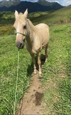 Cavalo marcha picada 